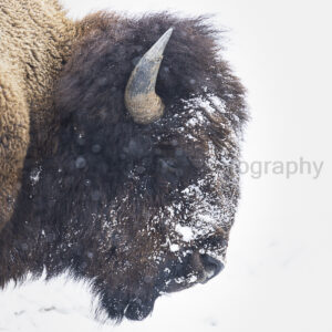 Frosty bison
