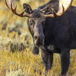 Moose head on
