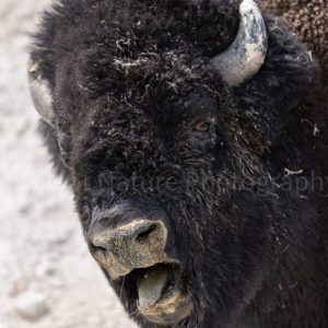 Bison bellow