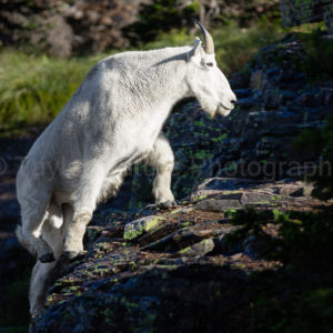 Climbing goat