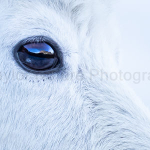 Mountain reflections