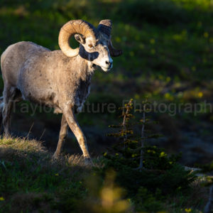 Ram at sunset