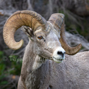 Bighorn closeup #2