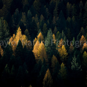 Colors of a Montana fall