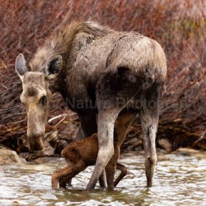 Mother moose nursing calf