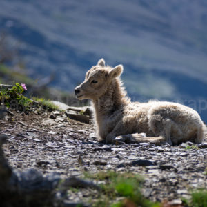 Baby bighorn