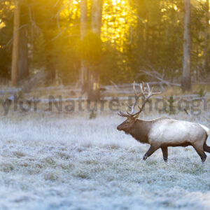 Sunset elk