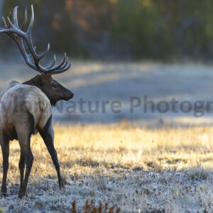 Elk at dawn