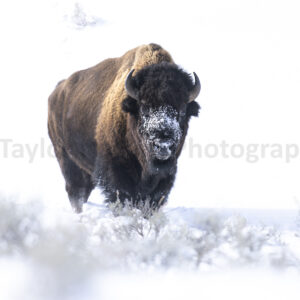 Bison bull in snow