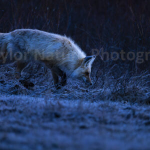 Fox in the frost