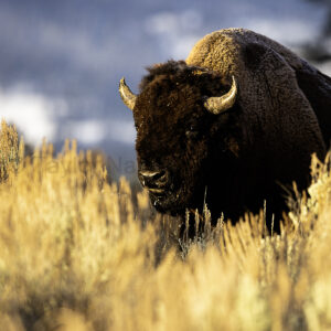 Bison in first light