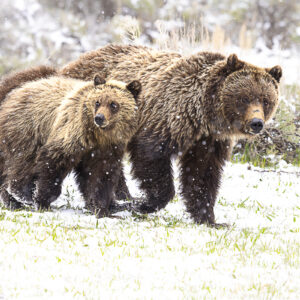 Grizzly family in snow