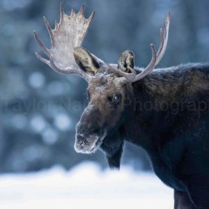 Winter moose