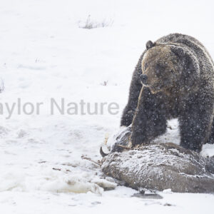 Grizzly in a snowstorm