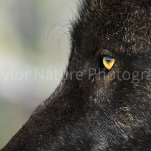 Wildlife Photography Tours 8/22/25