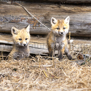 Kits by the barn