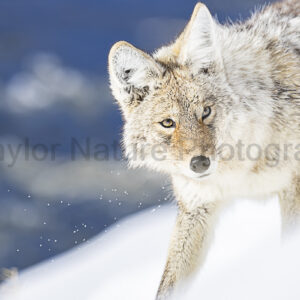 Coyote with a splash of snow