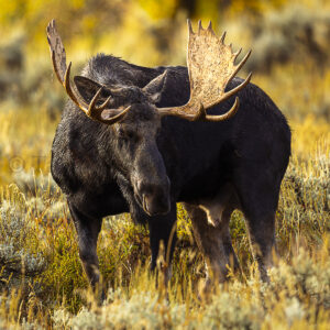 Stare down with a moose
