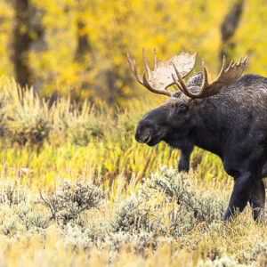 Bull moose in the fall