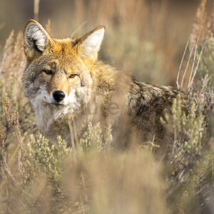 Coyote in the sage