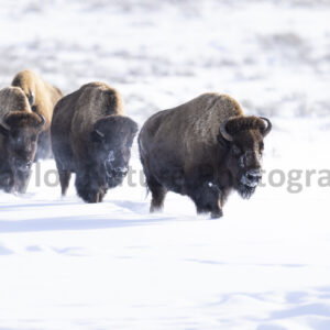 Bison in winter