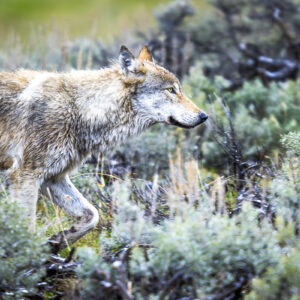 Wolf on the run