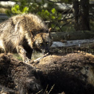Breakfast with a wolf