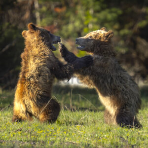 Cubs at play