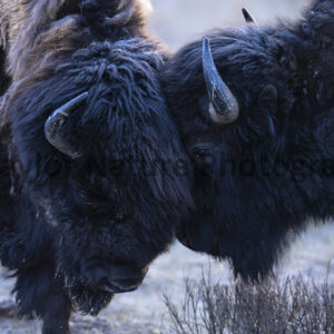 Bison brothers