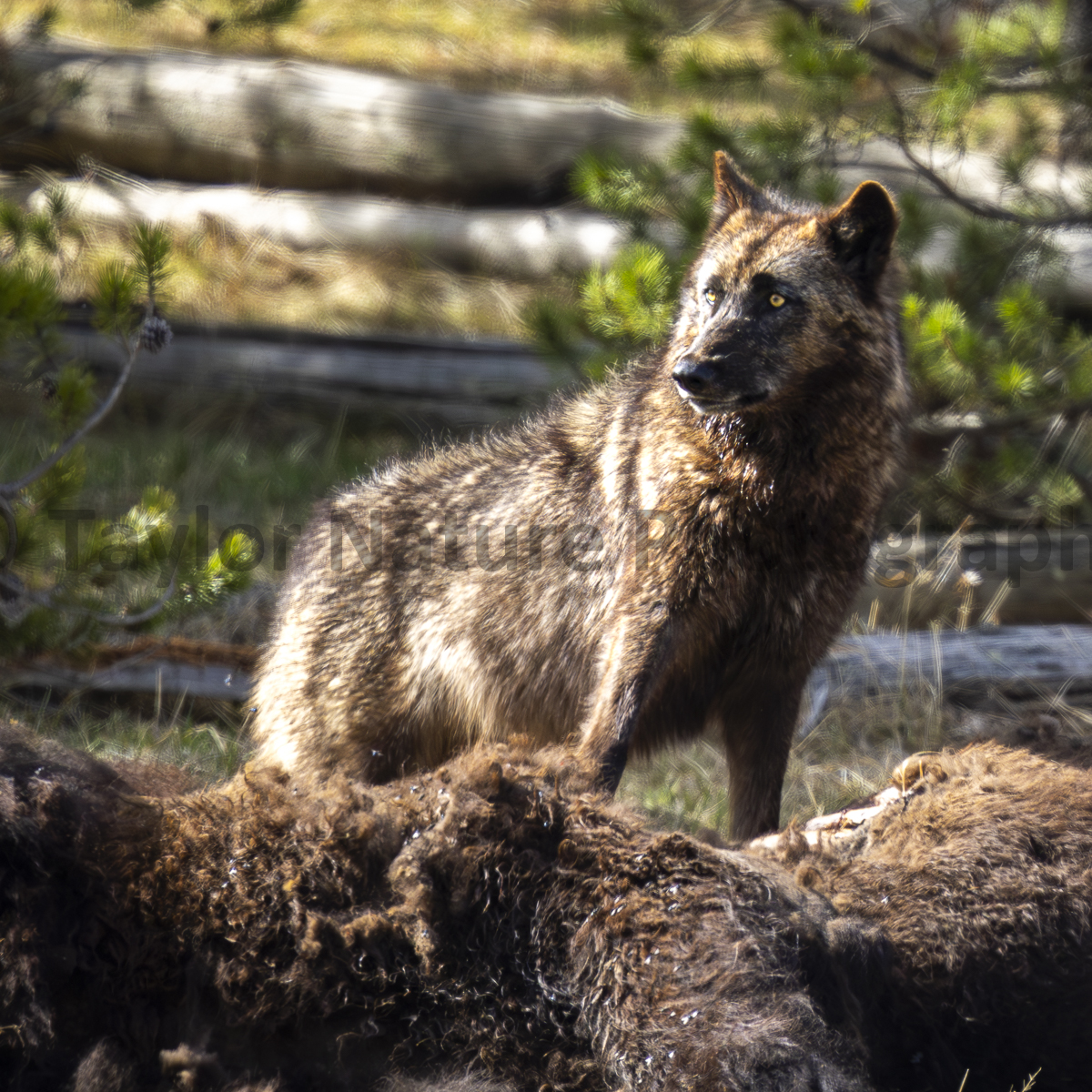 Breakfast with a wolf, part 2