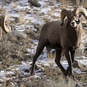 Ram assesses the challenger