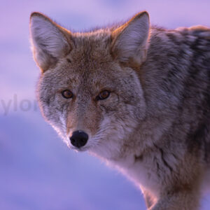 Coyote glow