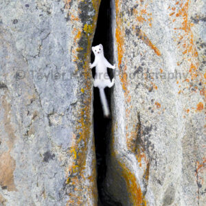 Between a rock and a hard place