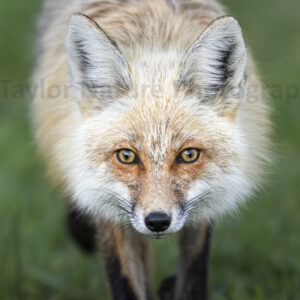 Fox closeup